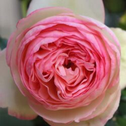 rosa pierre de ronsard rampicante