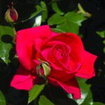 rosa red flame rampicante 1