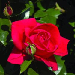 rosa red flame rampicante 1