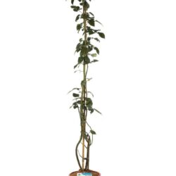 rosa red flame rampicante