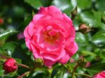 rosa rosa carico 1