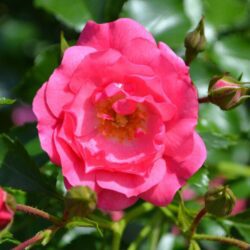 rosa rosa carico 1