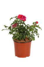 rosa rosa carico