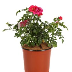 rosa rosa carico