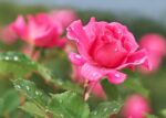 rosa rosa perlaceo alberello 1