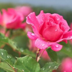 rosa rosa perlaceo alberello 1