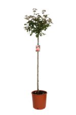 rosa rosa perlaceo alberello