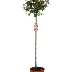 rosa rosa perlaceo alberello