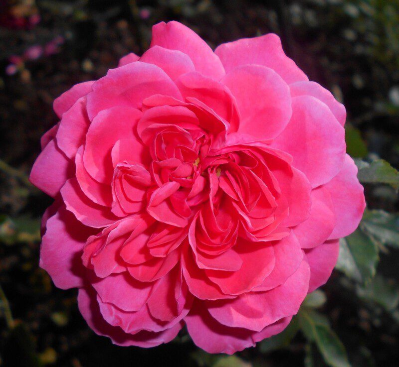 rosa rosarium uetersen rampicante 1 rosa rosarium uetersen rampicante 1
