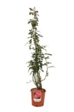 rosa rosarium uetersen rampicante