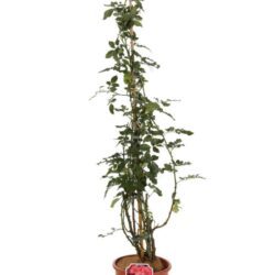 rosa rosarium uetersen rampicante