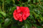 rosa rossa 1