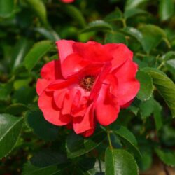 rosa rossa 1