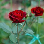 rosa rosso scuro alberello 1