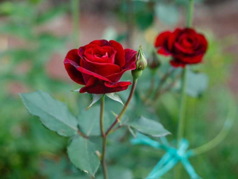 rosa rosso scuro alberello 1 rosa rosso scuro alberello 1