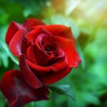 rosa rosso vivo alberello 1