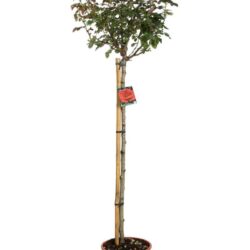 rosa rosso vivo alberello