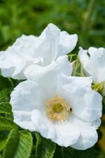 rosa rugosa alba 1