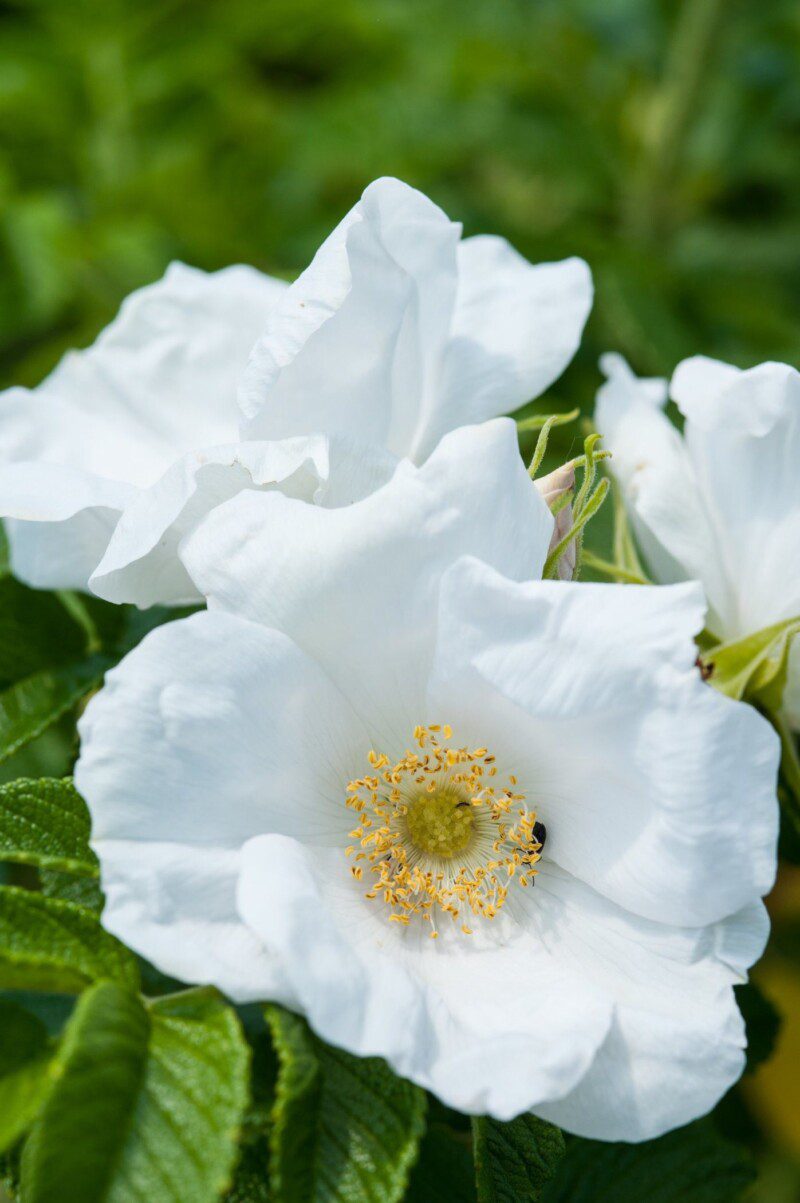 rosa rugosa alba 1 rosa rugosa alba 1