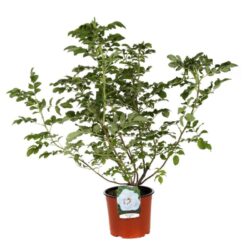 rosa rugosa alba