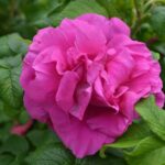 rosa rugosa emotion 1