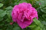 rosa rugosa emotion 1