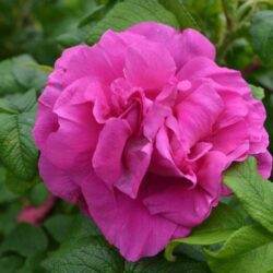 rosa rugosa emotion 1