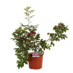 rosa rugosa emotion