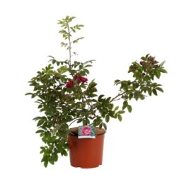 rosa rugosa emotion
