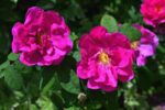 rosa rugosa exception 1