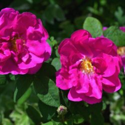 rosa rugosa exception 1