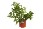 rosa rugosa exception