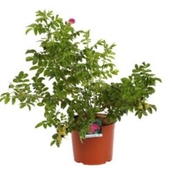 rosa rugosa exception