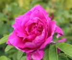 rosa rugosa hansa 1