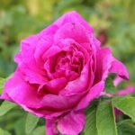 rosa rugosa hansa 1