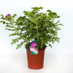 rosa rugosa hansa