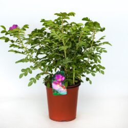 rosa rugosa hansa