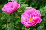 rosa rugosa passion rokoko 1