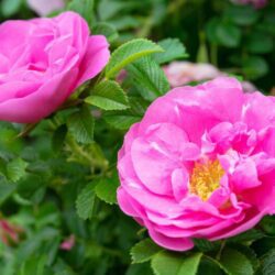 rosa rugosa passion rokoko 1