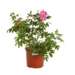 rosa rugosa passion rokoko
