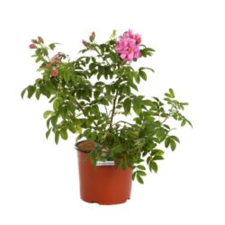 rosa rugosa passion rokoko