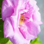 rosa rugosa pinky 1