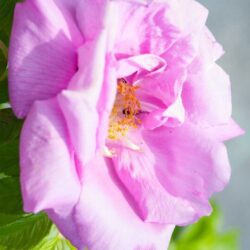rosa rugosa pinky 1