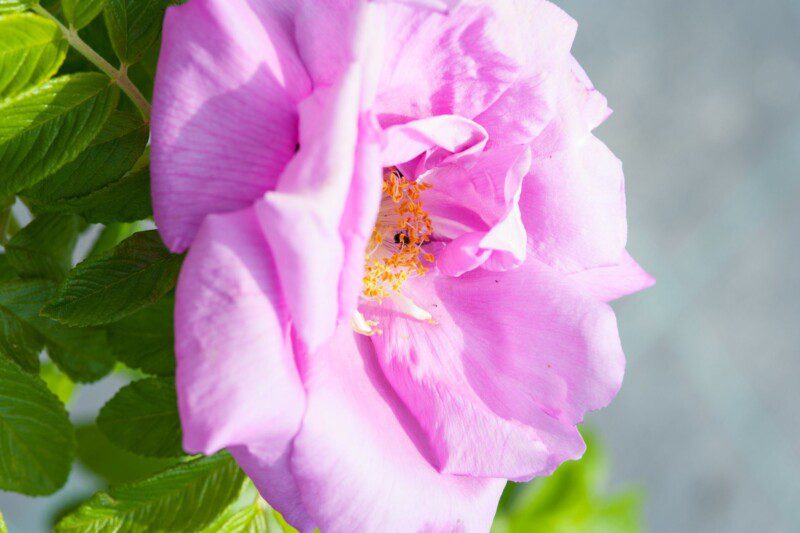 rosa rugosa pinky 1 rosa rugosa pinky 1