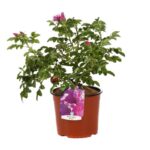 rosa rugosa pinky