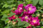rosa rugosa rubra 1