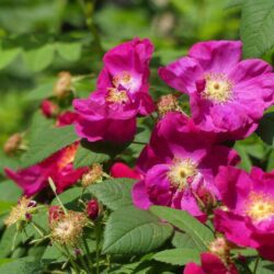 rosa rugosa rubra 1
