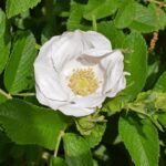 rosa rugosa white perfection schneeberg 1