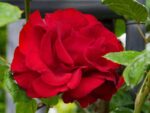 rosa santana rampicante 1