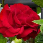 rosa santana rampicante 1